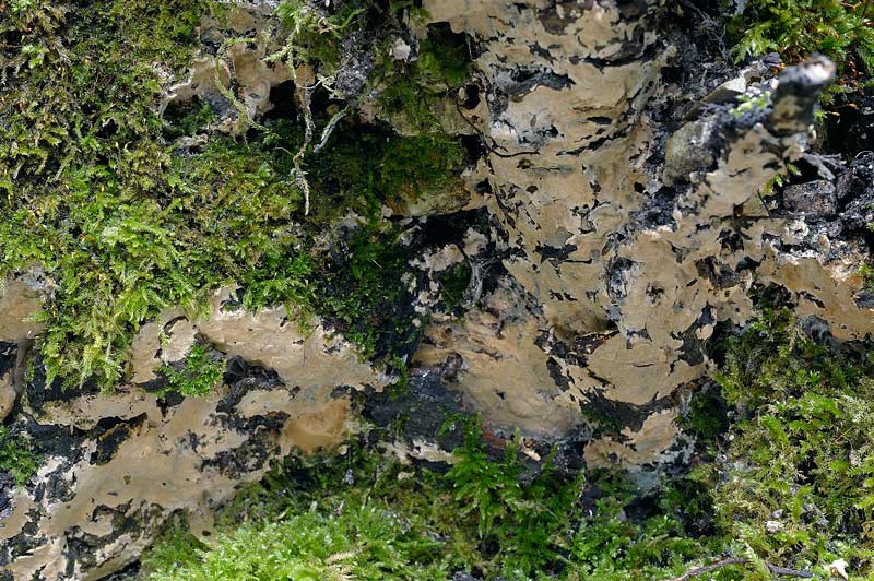 Crosta gialla da deter. - foto 3951(Phlebiopsis ravenelii)