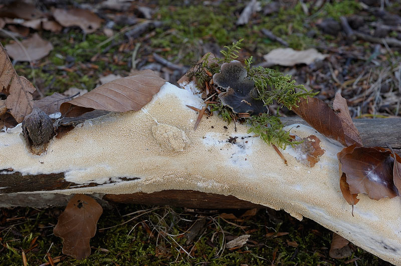 Probabile Schizopora paradoxa - foto 4210( S. paradoxa)