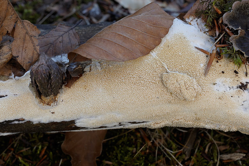 Probabile Schizopora paradoxa - foto 4210( S. paradoxa)