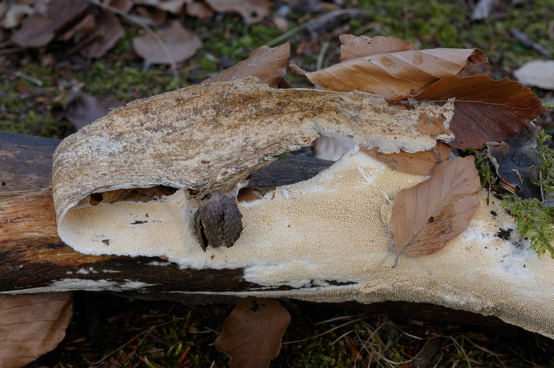 Probabile Schizopora paradoxa - foto 4210( S. paradoxa)