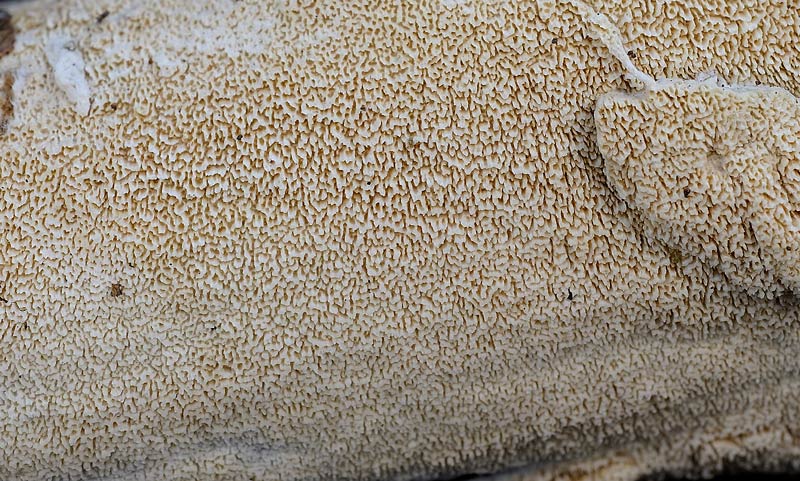 Probabile Schizopora paradoxa - foto 4210( S. paradoxa)