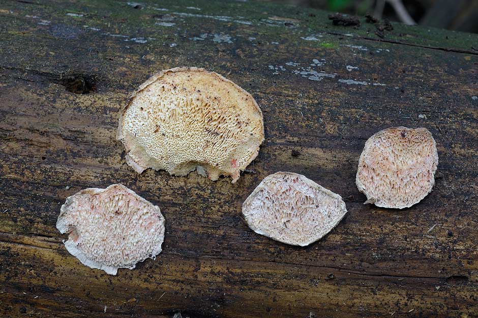 Sar� un Gloeophyllum...con bordi rossi - foto 4894