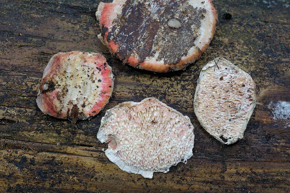 Sar� un Gloeophyllum...con bordi rossi - foto 4894