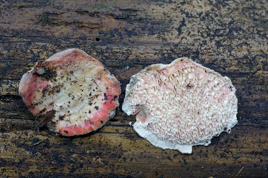 Sar� un Gloeophyllum...con bordi rossi - foto 4894