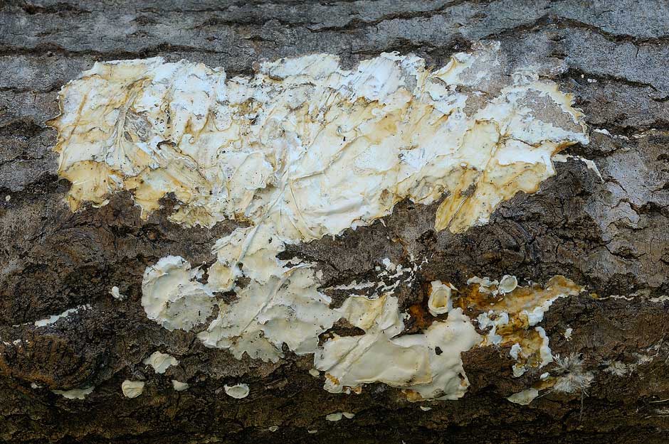 Crosta che sembra stucco - foto 5751