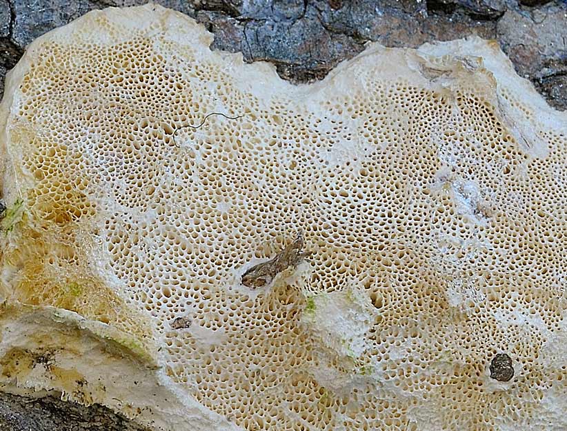 Crosta che sembra stucco - foto 5751
