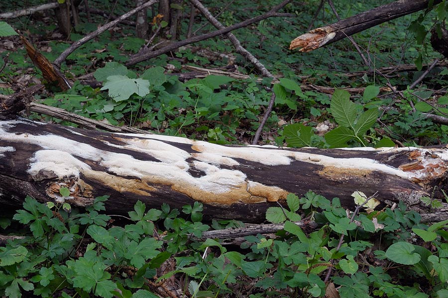 Credo che si tratti ancora di Antrodia pulvinascens - foto