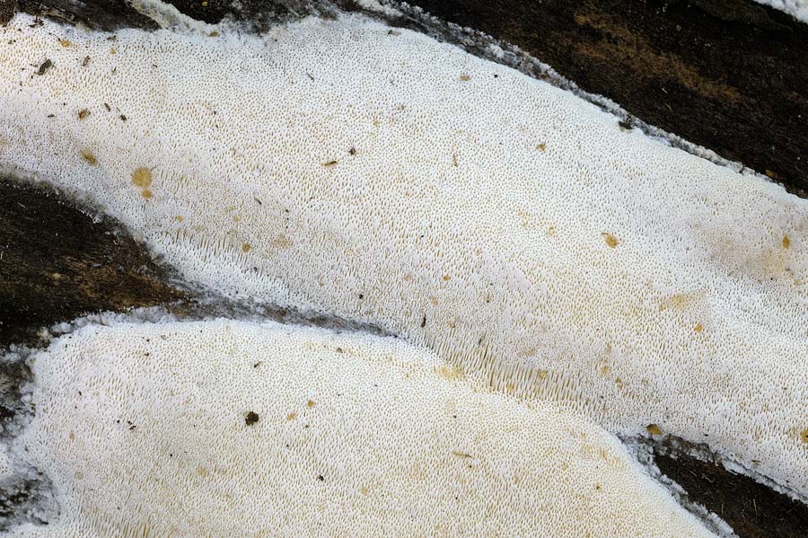 Credo che si tratti ancora di Antrodia pulvinascens - foto