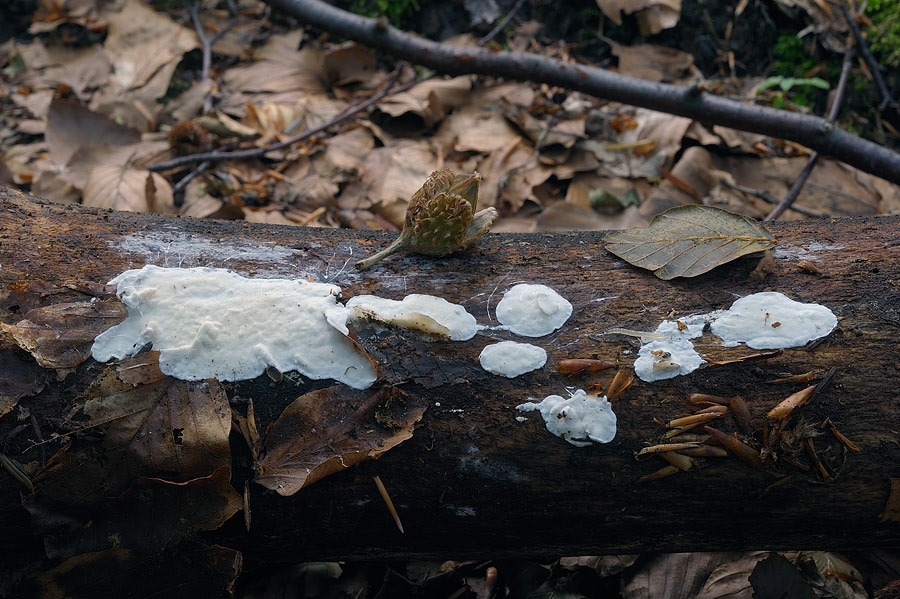 Probabilmente una Postia sp.-foto 6115 (Skeletocutis nivea)