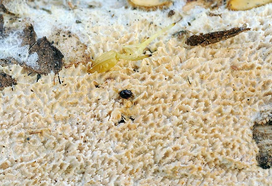 Altra crosticina da determinare-foto0290(Schizopora paradoxa