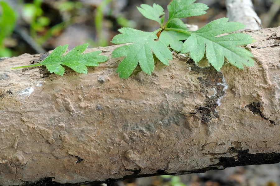 Crosta marroncina da det-foto 0403 (Amylostereum laevigatum)