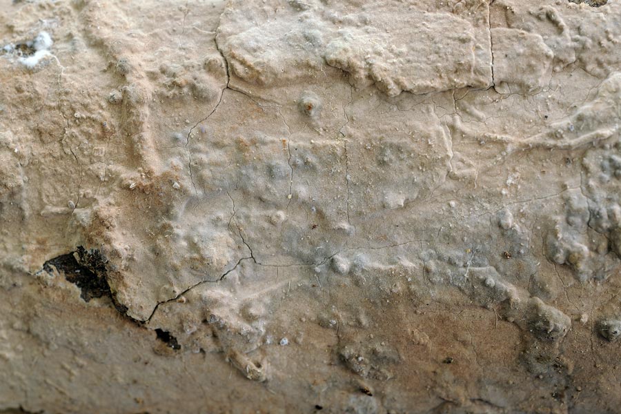 Crosta marroncina da det-foto 0403 (Amylostereum laevigatum)