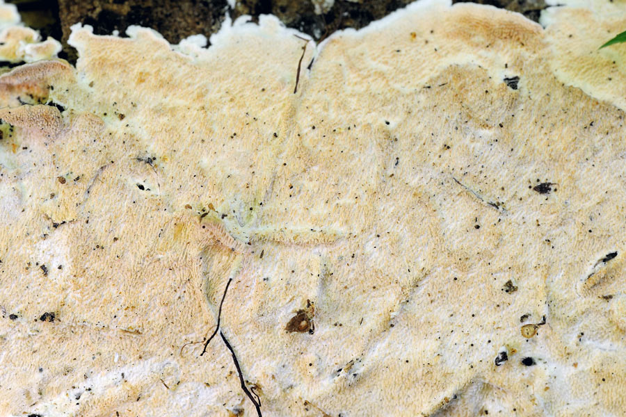 Con aculei su faggio - foto 1319 (Steccherinum ochraceum)