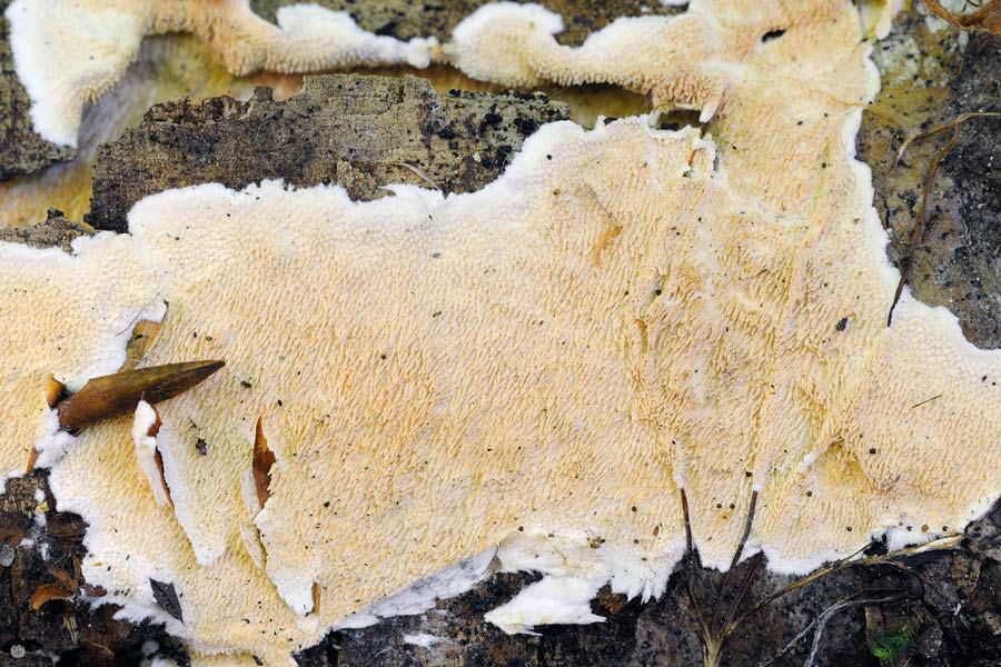 Con aculei su faggio - foto 1319 (Steccherinum ochraceum)