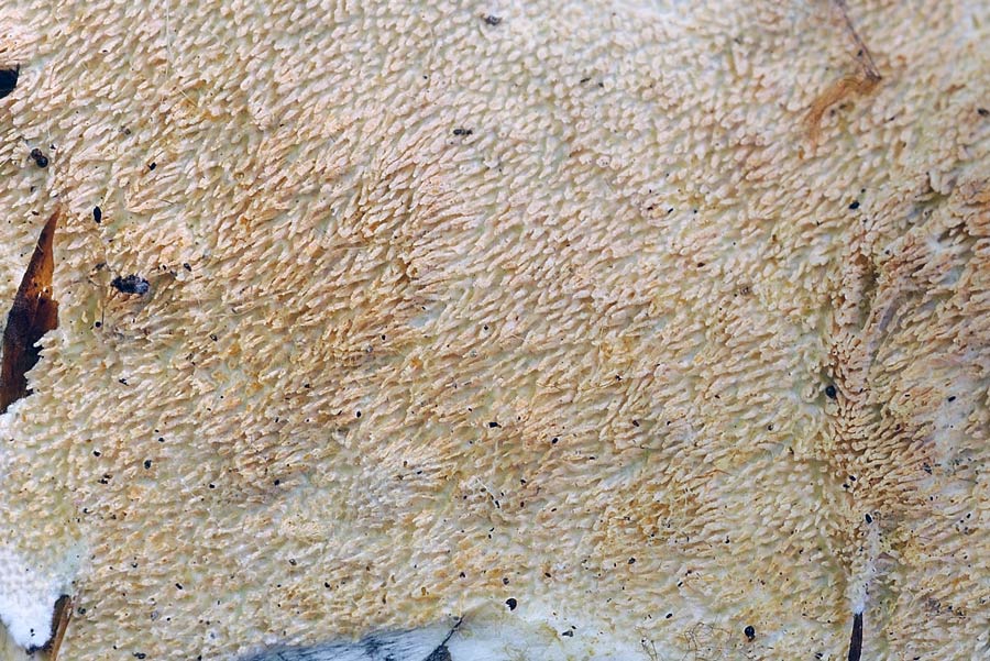 Con aculei su faggio - foto 1319 (Steccherinum ochraceum)