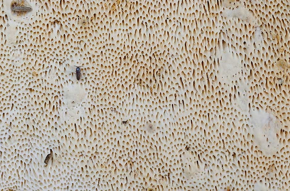 Crosta bianca da det. - foto 4462 (Heterobasidion abietinum)