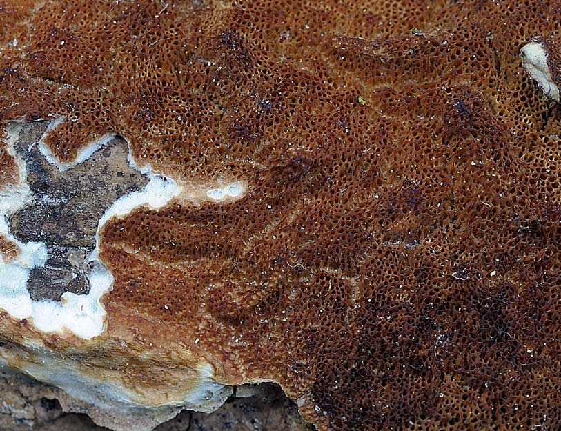 Sicuramente Gloeoporus taxicola - foto 4666 (Gloeoporus t.)