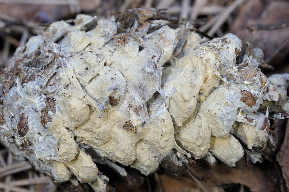 Su strobili di pino potr� essere V. citrinus? - Foto 4748