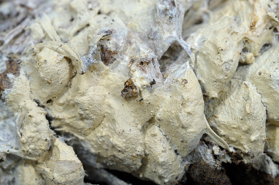 Su strobili di pino potr� essere V. citrinus? - Foto 4748