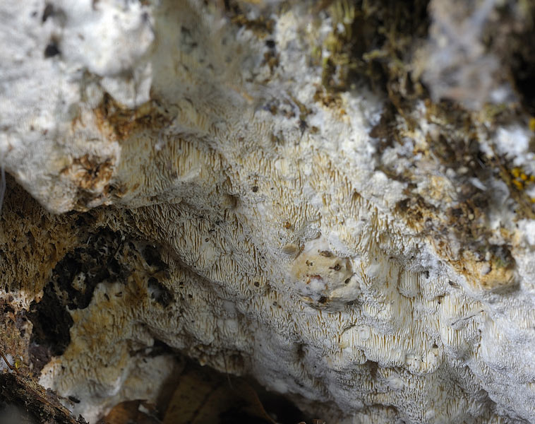 Forse Schizopora paradoxa ma..-foto6309 (Hyphodontia radula)