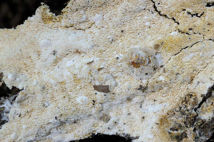Forse Schizopora paradoxa ma..-foto6309 (Hyphodontia radula)