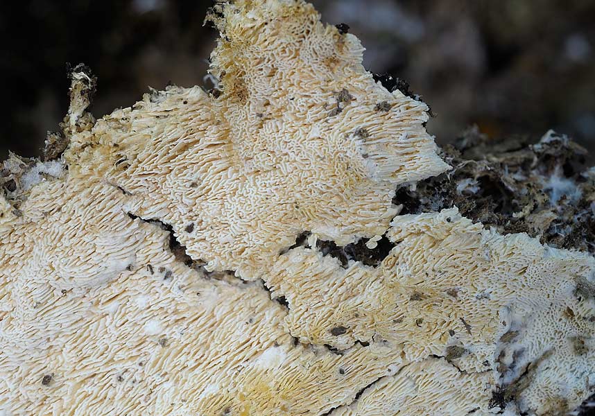 Forse Schizopora paradoxa ma..-foto6309 (Hyphodontia radula)