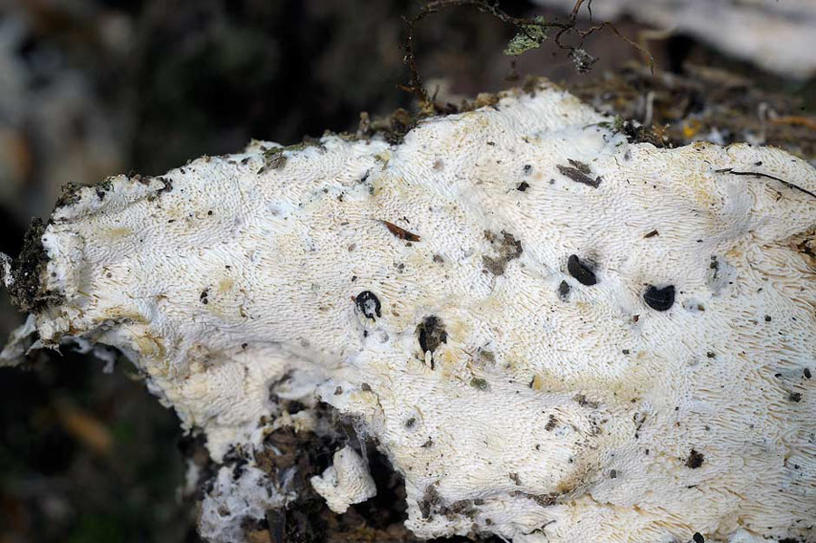 Forse Schizopora paradoxa ma..-foto6309 (Hyphodontia radula)