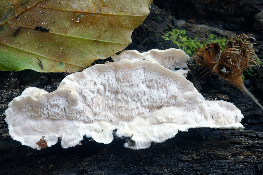 Un aiutino per una crosta bianca - foto 6370