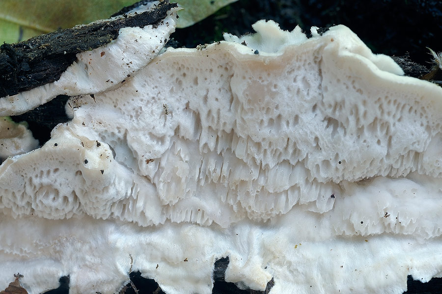 Un aiutino per una crosta bianca - foto 6370