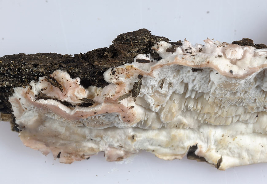 Un aiutino per una crosta bianca - foto 6370