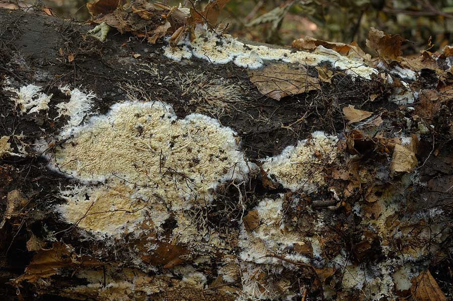 Sarà forse Hyphoderma radula?-foto 6568 (Phlebia nothofagi)