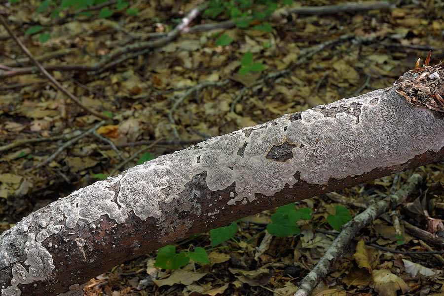 Forse un Datronia mollis? - foto 6669 (Datronia mollis)