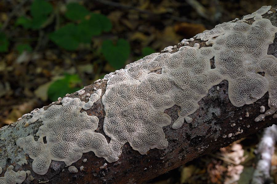 Forse un Datronia mollis? - foto 6669 (Datronia mollis)