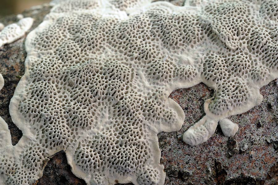 Forse un Datronia mollis? - foto 6669 (Datronia mollis)