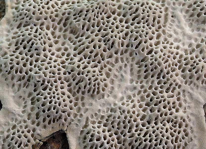 Forse un Datronia mollis? - foto 6669 (Datronia mollis)