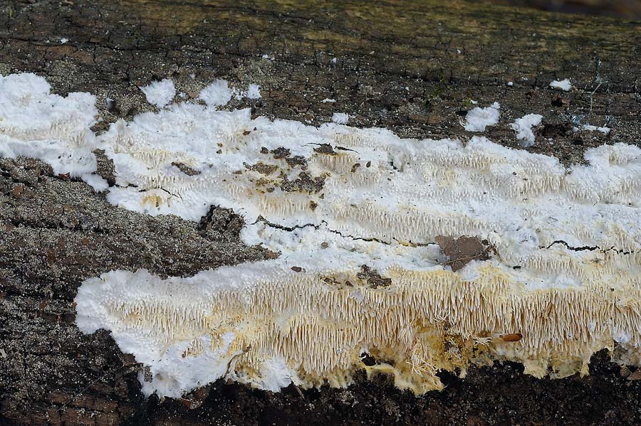Una crosta a lunghi denti - foto 6727 (Dentipellis fragilis)