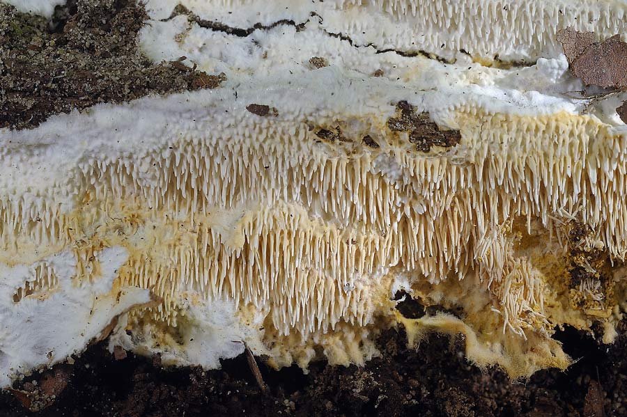 Una crosta a lunghi denti - foto 6727 (Dentipellis fragilis)