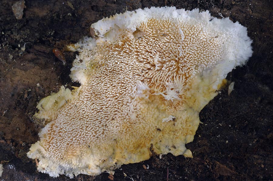 Una crosta a lunghi denti - foto 6727 (Dentipellis fragilis)