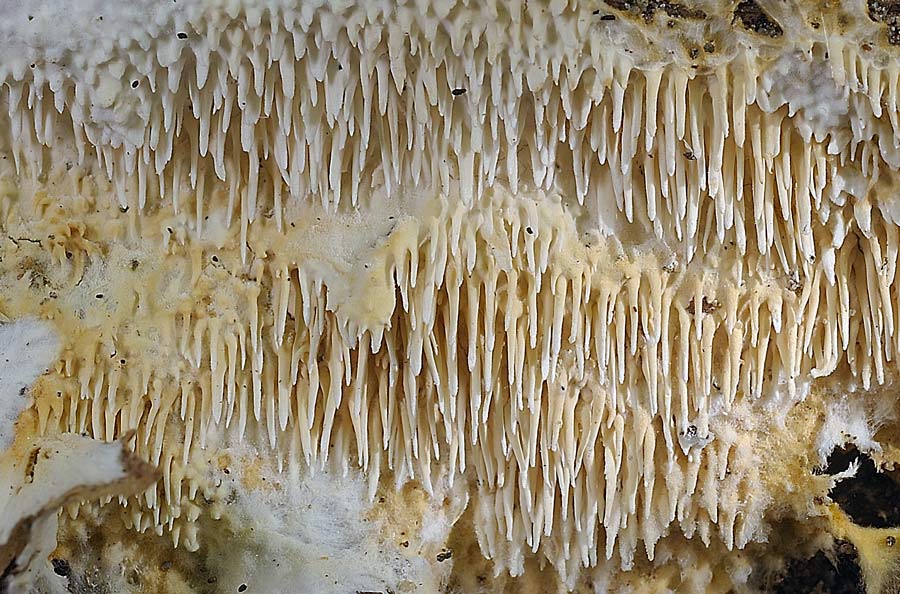 Una crosta a lunghi denti - foto 6727 (Dentipellis fragilis)