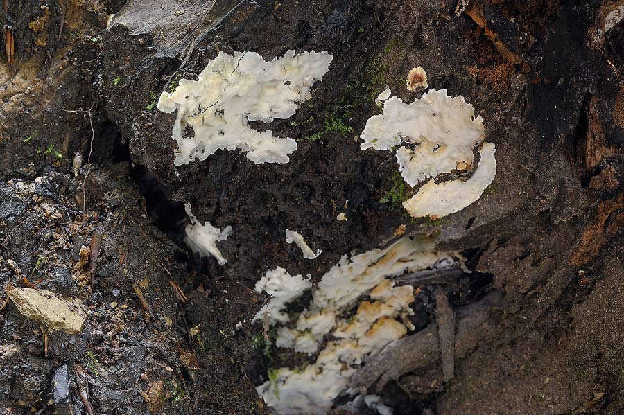 Crosta bianca da determinare - foto6870(Rigidoporus undatus)