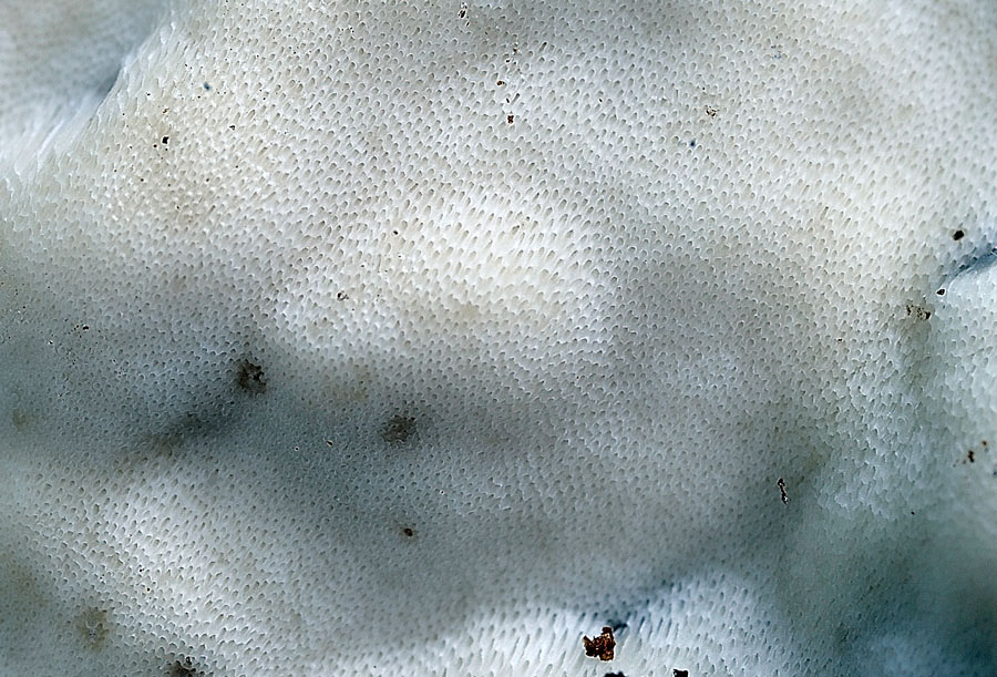 Crosta bianca da determinare - foto6870(Rigidoporus undatus)