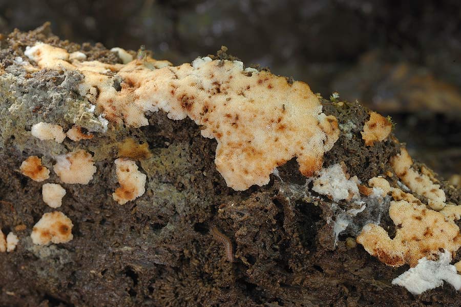 Crosta macchiata....- foto 6914 (Rigidoporus sanguinolentus)