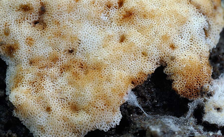 Crosta macchiata....- foto 6914 (Rigidoporus sanguinolentus)