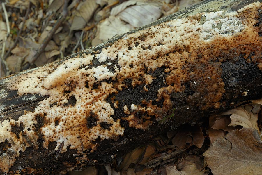 Crosta macchiata....- foto 6914 (Rigidoporus sanguinolentus)