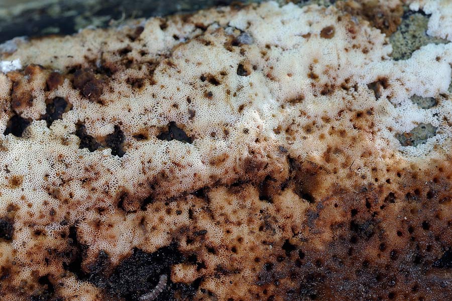 Crosta macchiata....- foto 6914 (Rigidoporus sanguinolentus)