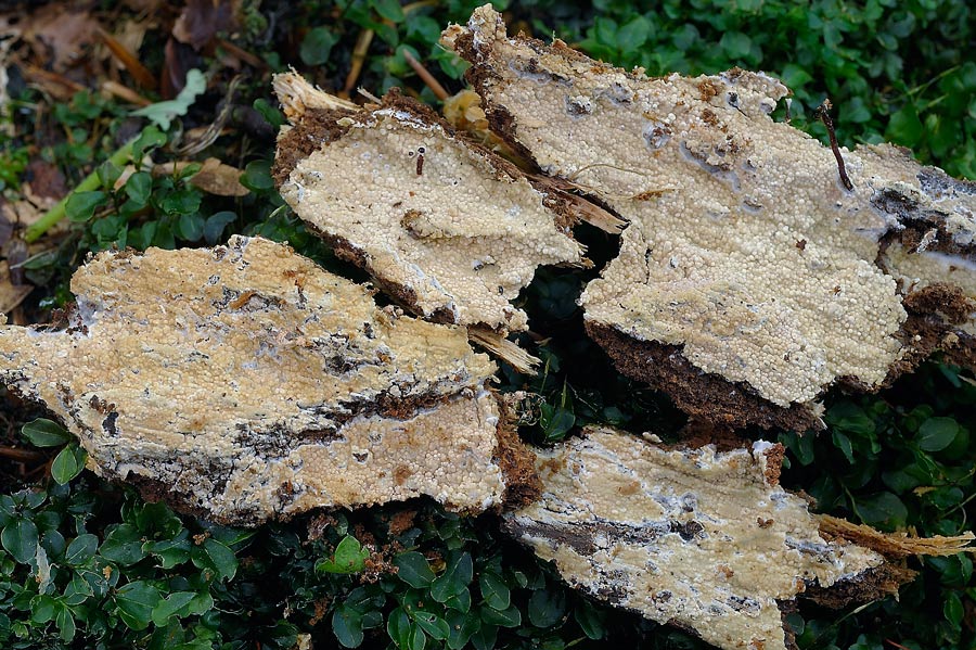 Forse Gloiothele citrina? - foto 6456 (Hyphoderma probatum)
