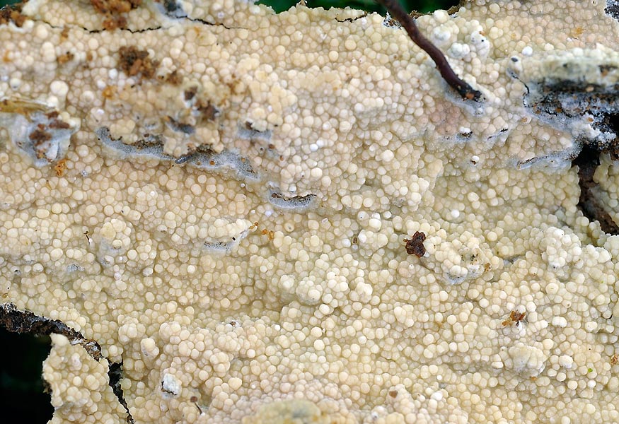 Forse Gloiothele citrina? - foto 6456 (Hyphoderma probatum)