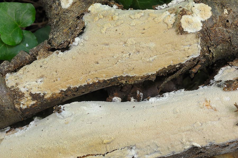 Crosta su ramo di ciliegio - foto 7291 (Phlebia rufa)