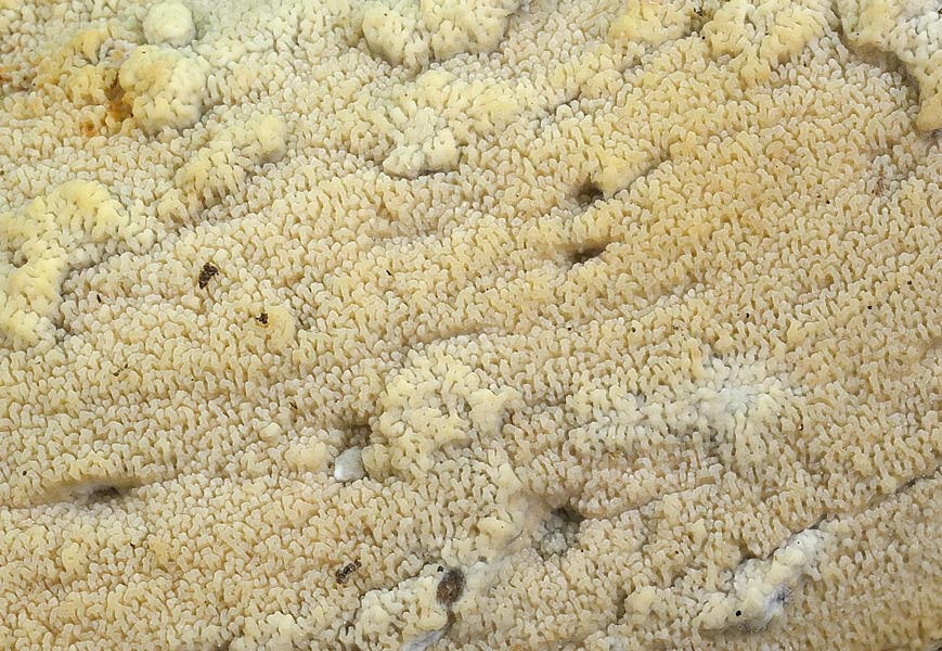 Crosta su ramo di ciliegio - foto 7291 (Phlebia rufa)