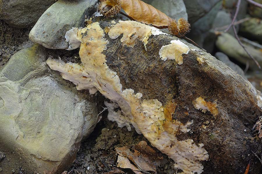 Cr.biancastra su legno bagnato-foto7323(Rigidoporus undatus)